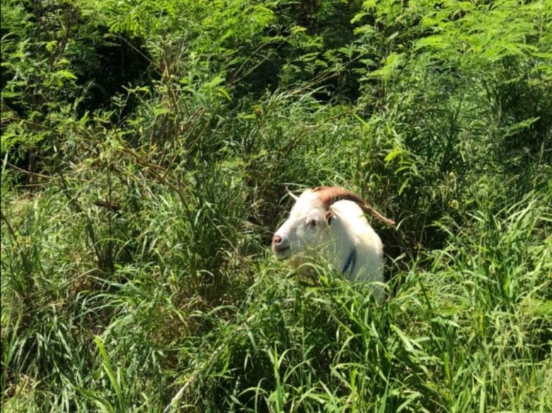 波照間島の道路のわきにいたやぎ