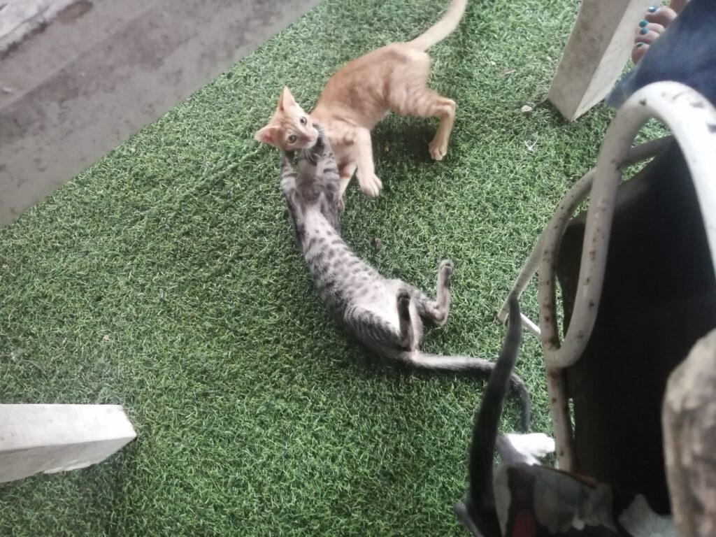 ROOTSVILLA VAGATORの2階のバルコニーで遊びまわる子猫たち